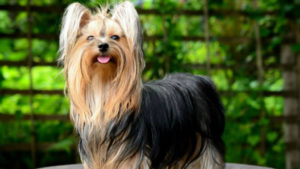 Yorkshire-terrier