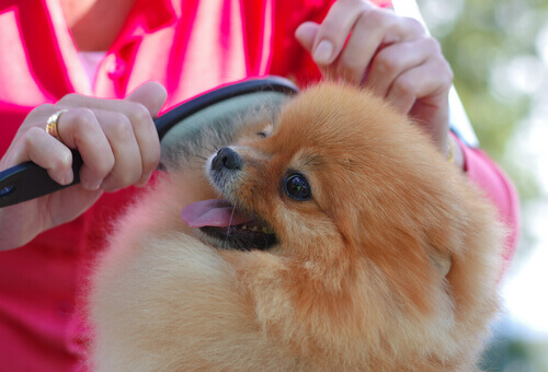 escovando os pelos do cachorro